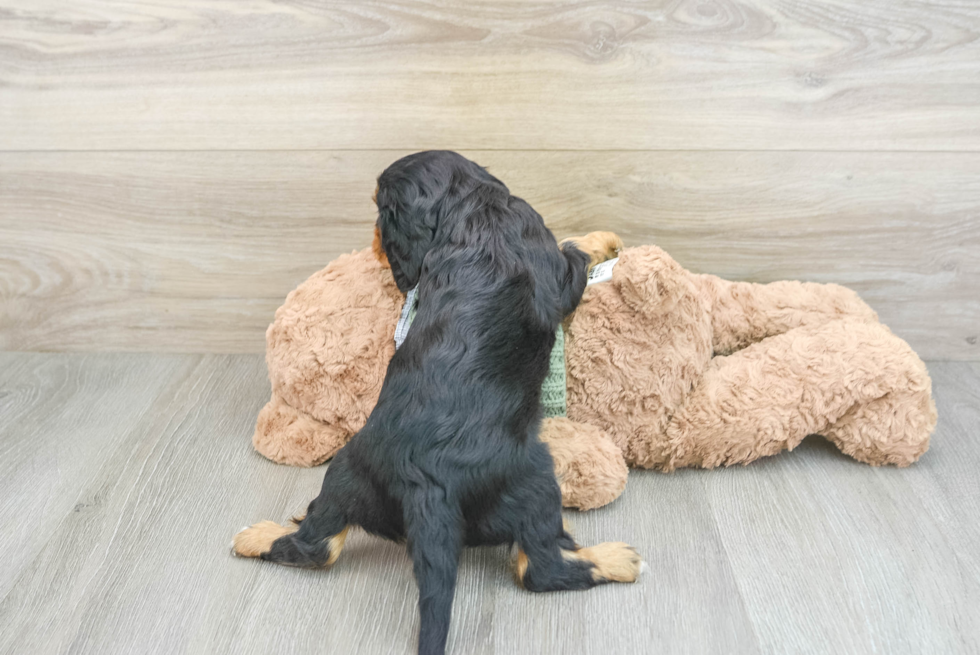 Cavalier King Charles Spaniel Pup Being Cute