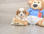 6 week old Cavalier King Charles Spaniel Puppy For Sale - Windy City Pups