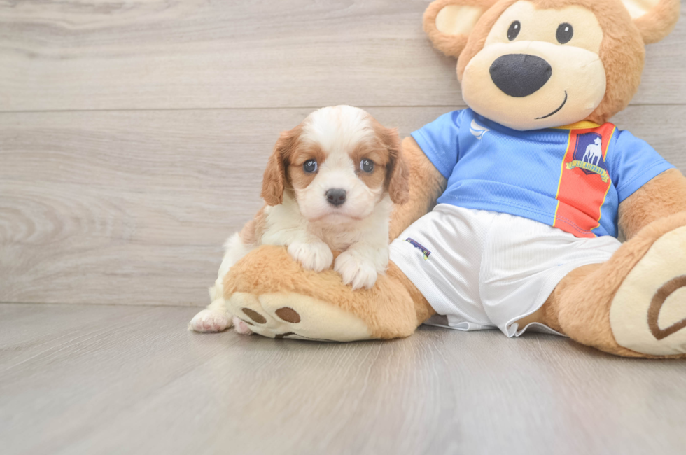 6 week old Cavalier King Charles Spaniel Puppy For Sale - Windy City Pups