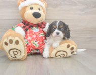 5 week old Cavalier King Charles Spaniel Puppy For Sale - Windy City Pups