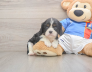 6 week old Cavalier King Charles Spaniel Puppy For Sale - Windy City Pups