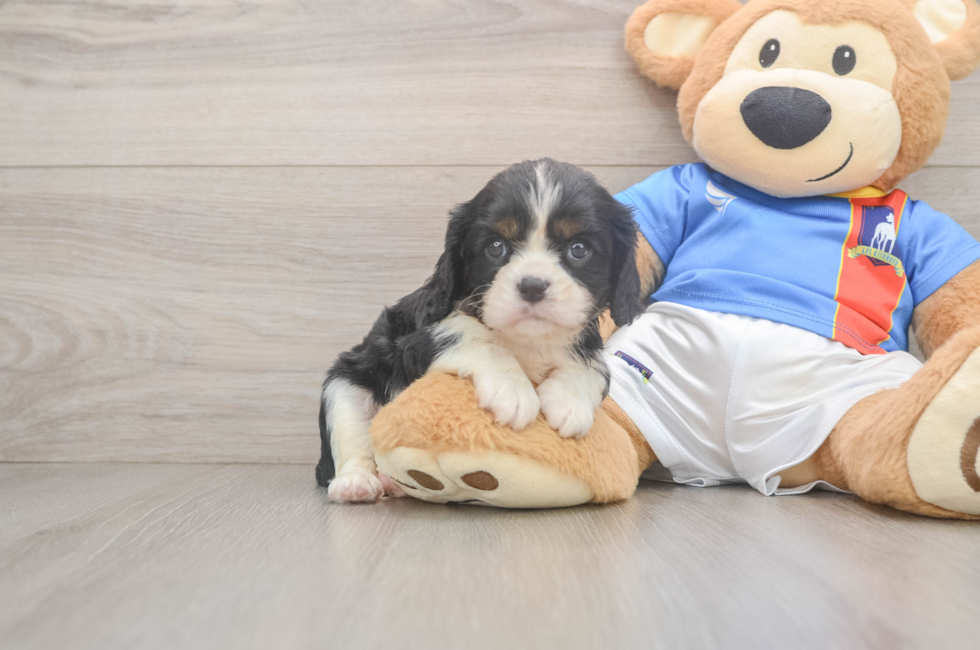 6 week old Cavalier King Charles Spaniel Puppy For Sale - Windy City Pups