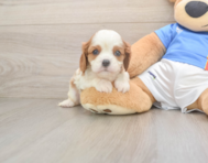 6 week old Cavalier King Charles Spaniel Puppy For Sale - Windy City Pups