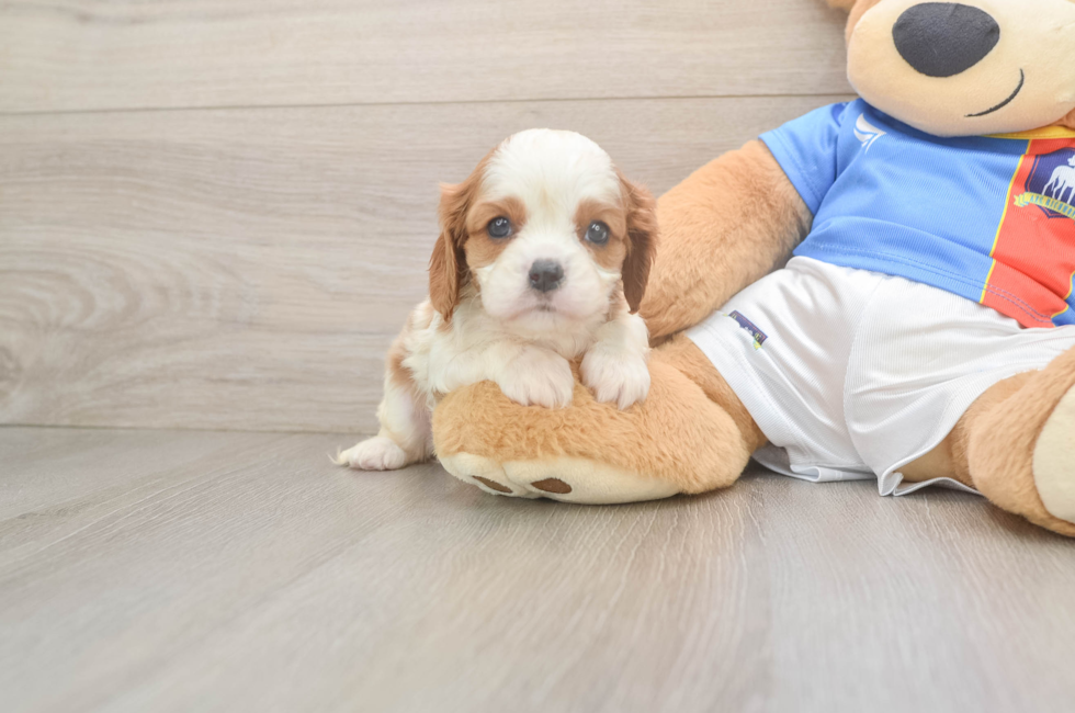 6 week old Cavalier King Charles Spaniel Puppy For Sale - Windy City Pups