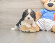 6 week old Cavalier King Charles Spaniel Puppy For Sale - Windy City Pups
