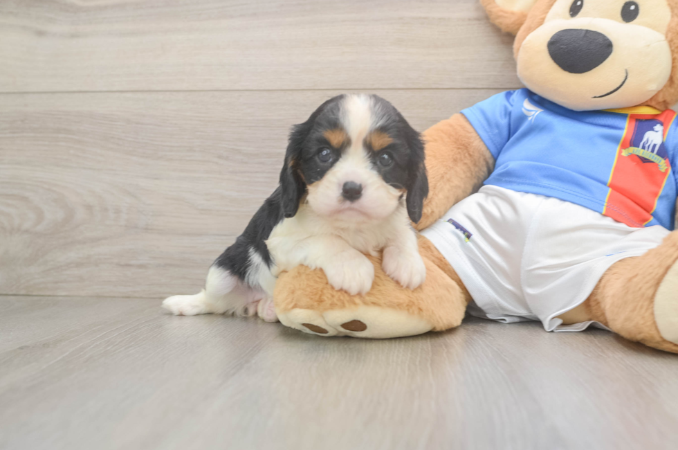 6 week old Cavalier King Charles Spaniel Puppy For Sale - Windy City Pups