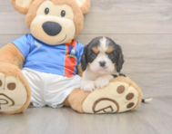 6 week old Cavalier King Charles Spaniel Puppy For Sale - Windy City Pups