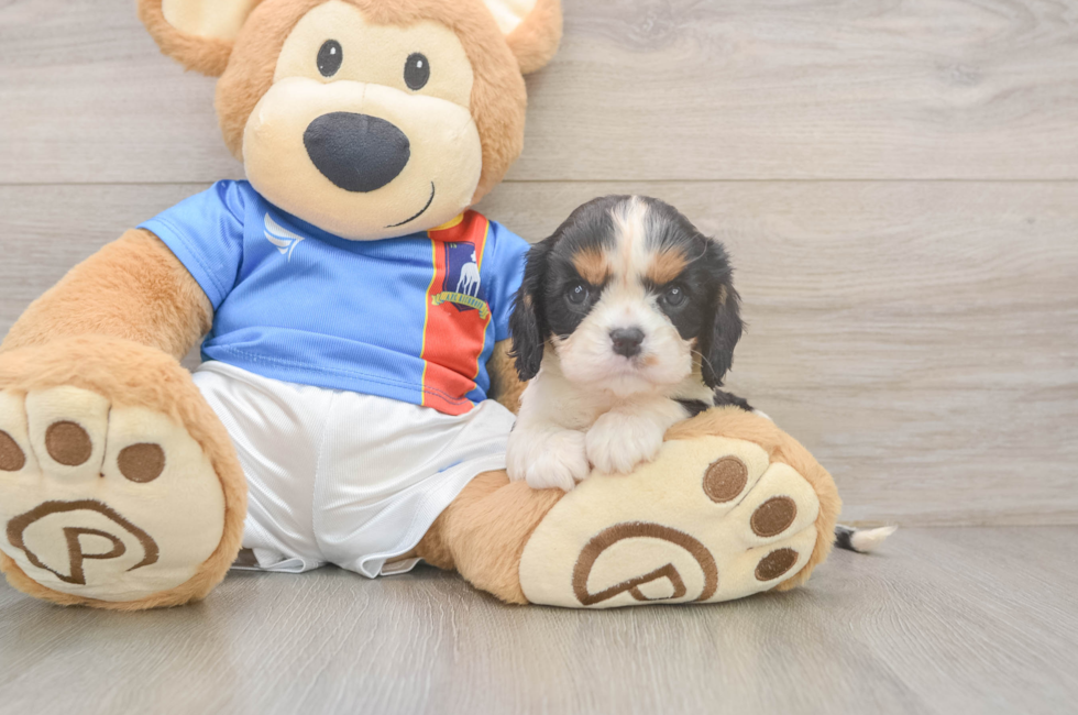 6 week old Cavalier King Charles Spaniel Puppy For Sale - Windy City Pups