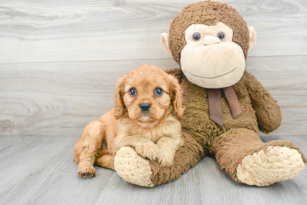 Friendly Cavalier King Charles Spaniel Baby