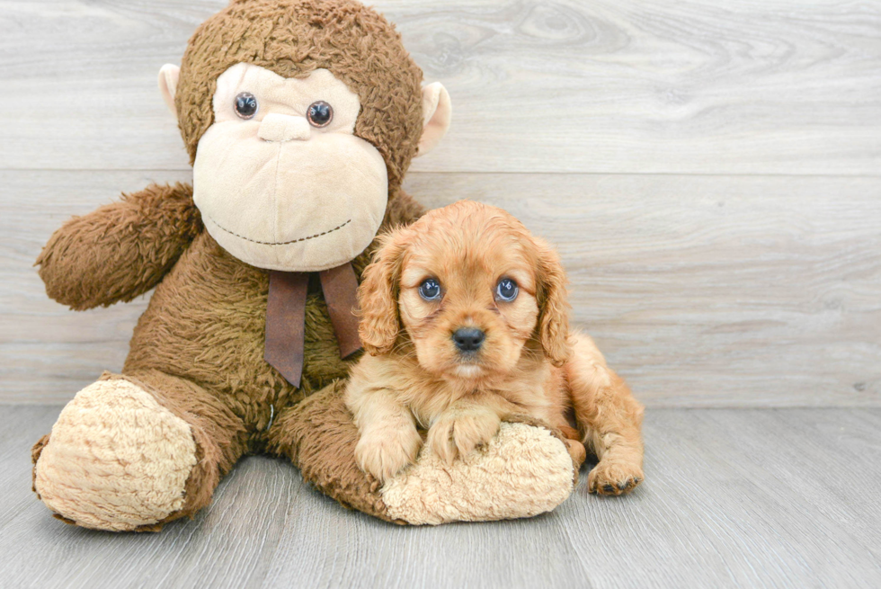 Best Cavalier King Charles Spaniel Baby