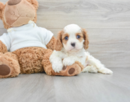 8 week old Cavalier King Charles Spaniel Puppy For Sale - Windy City Pups