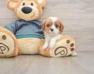 5 week old Cavalier King Charles Spaniel Puppy For Sale - Windy City Pups