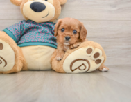 5 week old Cavalier King Charles Spaniel Puppy For Sale - Windy City Pups