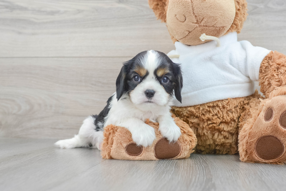 Energetic Cavalier King Charles Spaniel Purebred Puppy