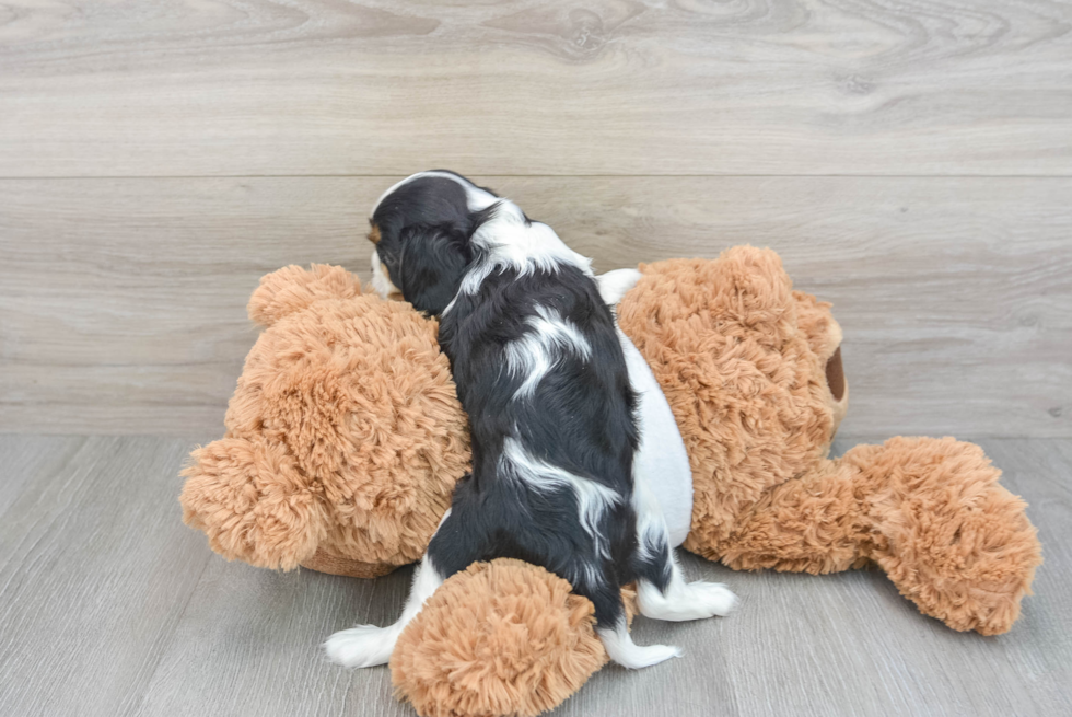 Fluffy Cavalier King Charles Spaniel Purebred Puppy