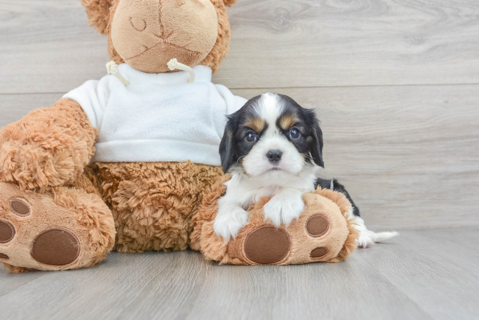 Sweet Cavalier King Charles Spaniel Purebred Puppy