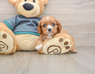 5 week old Cavalier King Charles Spaniel Puppy For Sale - Windy City Pups