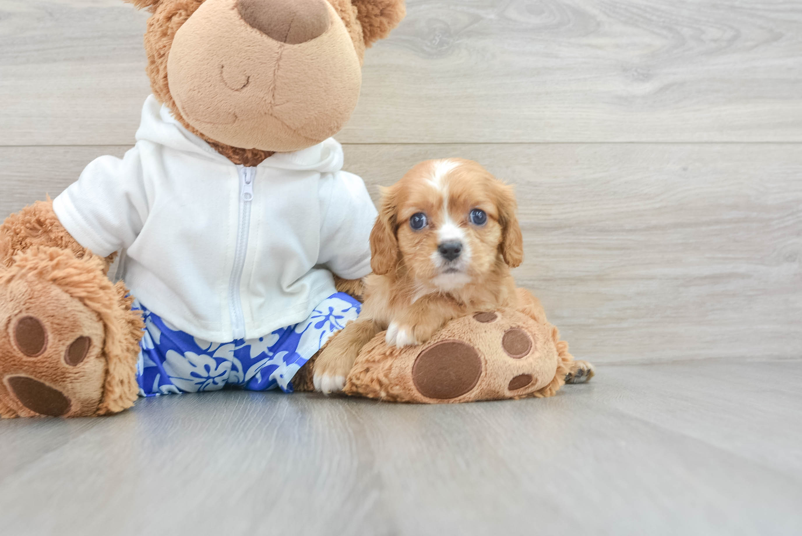 Cavalier King Charles Spaniel Pup Being Cute