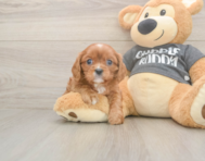 5 week old Cavalier King Charles Spaniel Puppy For Sale - Windy City Pups