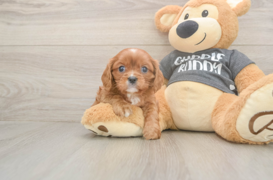 6 week old Cavalier King Charles Spaniel Puppy For Sale - Windy City Pups Best Cavalier King Charles Spaniel Baby