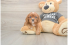 Meet Thomas - our Cavalier King Charles Spaniel Puppy Photo  1/3 - Windy City Pups Best Cavalier King Charles Spaniel Baby