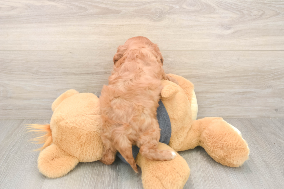 Meet Thomas - our Cavalier King Charles Spaniel Puppy Photo  3/3 - Windy City Pups Smart Cavalier Purebred Puppy