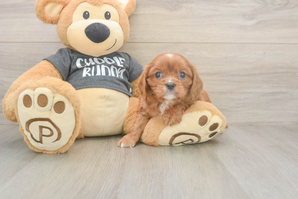 Meet Thomas - our Cavalier King Charles Spaniel Puppy Photo  2/3 - Windy City Pups Playful Cavalier King Charles Spaniel Baby