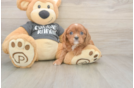 Meet Thomas - our Cavalier King Charles Spaniel Puppy Photo  2/3 - Windy City Pups Playful Cavalier King Charles Spaniel Baby