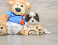 5 week old Cavalier King Charles Spaniel Puppy For Sale - Windy City Pups