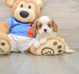5 week old Cavalier King Charles Spaniel Puppy For Sale - Windy City Pups