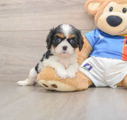 5 week old Cavalier King Charles Spaniel Puppy For Sale - Windy City Pups