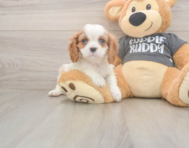 7 week old Cavalier King Charles Spaniel Puppy For Sale - Windy City Pups