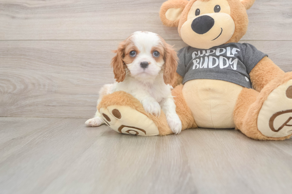 7 week old Cavalier King Charles Spaniel Puppy For Sale - Windy City Pups