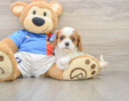5 week old Cavalier King Charles Spaniel Puppy For Sale - Windy City Pups