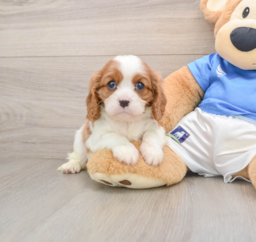 5 week old Cavalier King Charles Spaniel Puppy For Sale - Windy City Pups