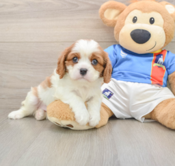 5 week old Cavalier King Charles Spaniel Puppy For Sale - Windy City Pups