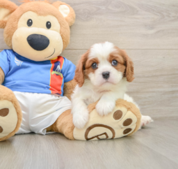 5 week old Cavalier King Charles Spaniel Puppy For Sale - Windy City Pups