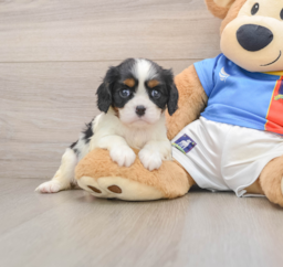 5 week old Cavalier King Charles Spaniel Puppy For Sale - Windy City Pups