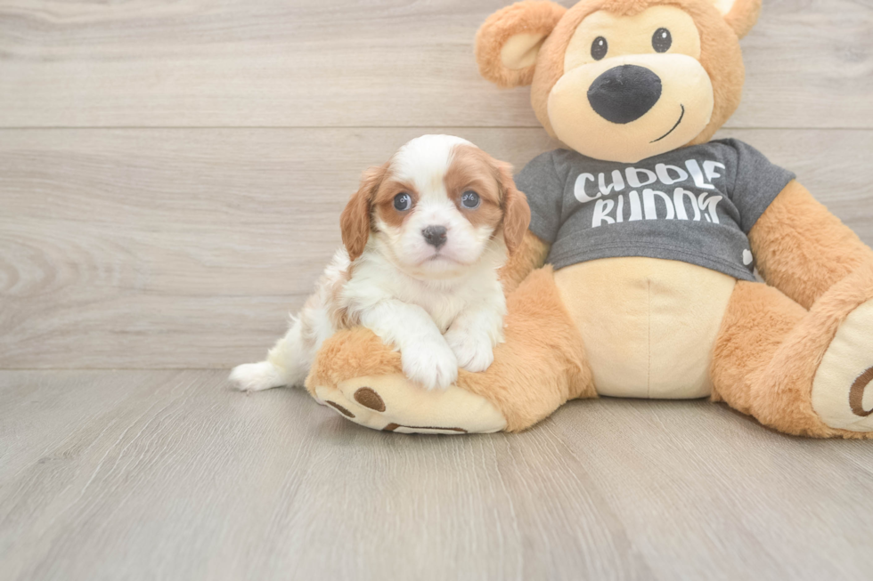Meet Titus - our Cavalier King Charles Spaniel Puppy Photo  2/3 - Windy City Pups Cavalier King Charles Spaniel Pup Being Cute