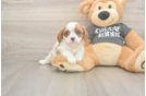Meet Titus - our Cavalier King Charles Spaniel Puppy Photo  2/3 - Windy City Pups Cavalier King Charles Spaniel Pup Being Cute
