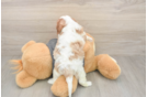 Meet Titus - our Cavalier King Charles Spaniel Puppy Photo  3/3 - Windy City Pups Small Cavalier King Charles Spaniel Purebred Pup