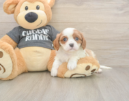 5 week old Cavalier King Charles Spaniel Puppy For Sale - Windy City Pups