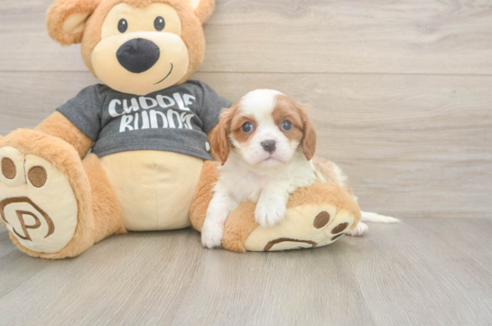 6 week old Cavalier King Charles Spaniel Puppy For Sale - Windy City Pups Cavalier King Charles Spaniel Pup Being Cute