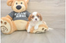 Meet Titus - our Cavalier King Charles Spaniel Puppy Photo  1/3 - Windy City Pups Cavalier King Charles Spaniel Pup Being Cute