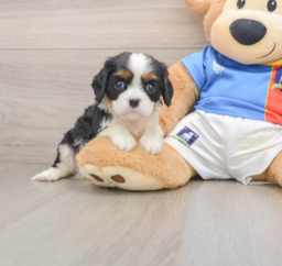 5 week old Cavalier King Charles Spaniel Puppy For Sale - Windy City Pups