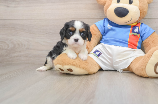 TITUS, a Cavalier King Charles Spaniel littermate