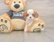 7 week old Cavalier King Charles Spaniel Puppy For Sale - Windy City Pups