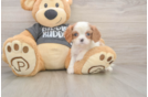Hypoallergenic Cavalier King Charles Spaniel Purebred Pup