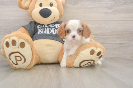 Hypoallergenic Cavalier King Charles Spaniel Purebred Pup