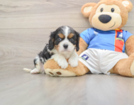 5 week old Cavalier King Charles Spaniel Puppy For Sale - Windy City Pups